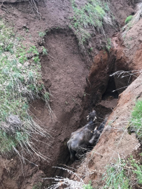 Güroymak&#039;ta dağlık alandaki yarığa düşen 3 manda kurtarıldı