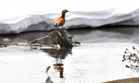 Kars&#039;ın kar sularıyla canlanan eşsiz doğasında ilkbahar güzelliği
