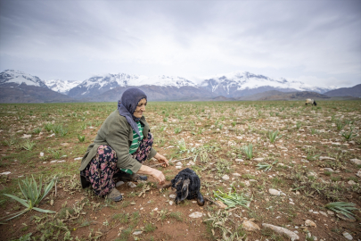 Tunceli&#039;de köylüler "baharın müjdecisi" oğlak ve kuzulara özenle bakıyor