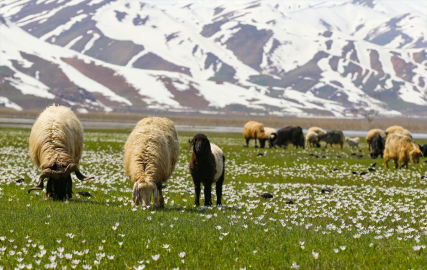 Hakkari&#039;de besiciler hayvanlarını yeşeren meralara çıkarmaya başladı