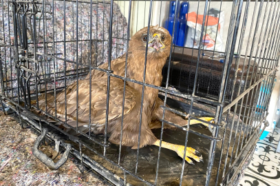 Kars’ta yaralı bulunan kızıl şahin tedavisinin ardından doğaya salınacak