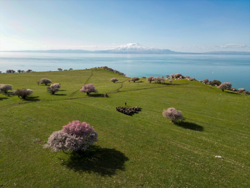 Çiçek açan kayısı ve badem ağaçları Van Gölü kıyılarına renk kattı