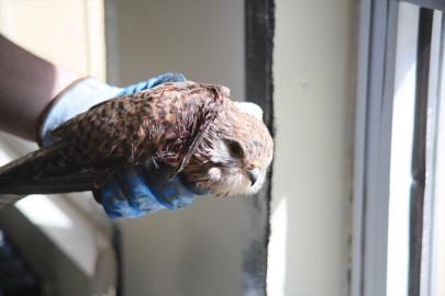 Ardahan&#039;da okul bahçesinde yaralı bulunan kerkenez tedaviye alındı
