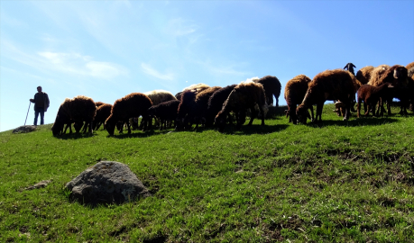 Karın erdiği Kars&#039;ta besiciler hayvanlarını meralarla buluşturdu