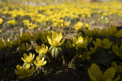Tunceli&#039;de karın eridiği dağ eteklerinde bahar çiçekleri açtı