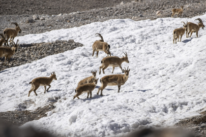 Tunceli&#039;nin Munzur Dağları&#039;nda yaşayan yaban keçileri sürü halinde görüntülendi