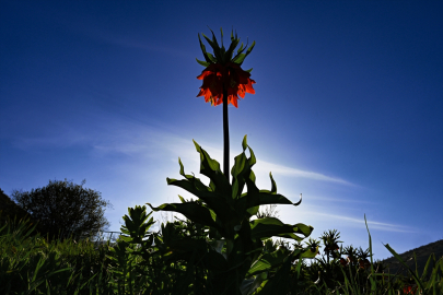 Van&#039;da açan ters laleler doğayı süsledi