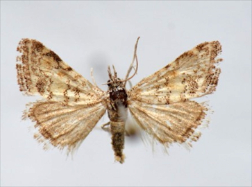 Elazığ&#039;da yeni iki güve türü tespit edildi