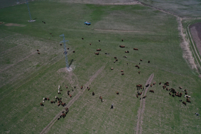 Ağrı&#039;da besiciler kış boyu ahırlarda besledikleri hayvanlarını meraya çıkardı