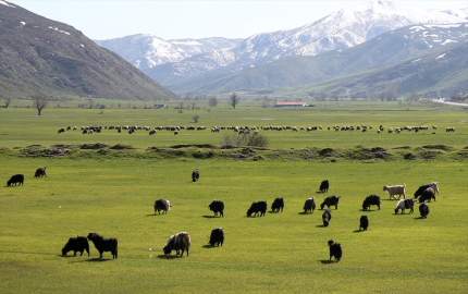 Bitlis'te besiciler hayvanlarını meralara çıkarmaya başladı