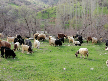 Bahçesaray'da besiciler hayvanlarını meraya çıkarmaya başladı