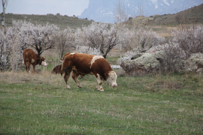 Iğdır'ın yüksek rakımlı köylerinde hayvanlar meralara çıkarıldı