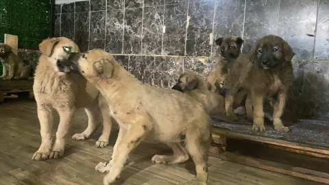 Erzurum&#039;da zifte bulanan 10 köpek yavrusu Kars&#039;taki merkezde temizlendi