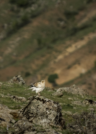 Bingöl&#039;de nesli tükenme tehlikesi altında olan küçük akbaba görüntülendi