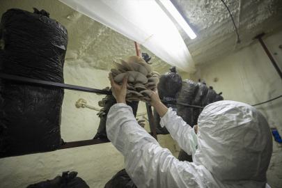 Tunceli&#039;de kadınlar devlet desteğiyle istiridye mantarı üretip iş sahibi oldu