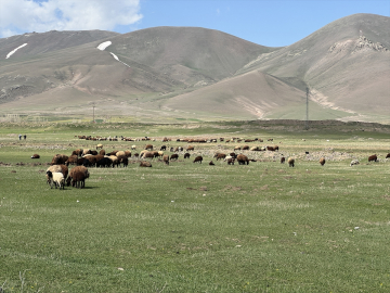 Ağrı&#039;da karların geç eridiği köylerde hayvanlar meraya çıkarılmaya başlandı