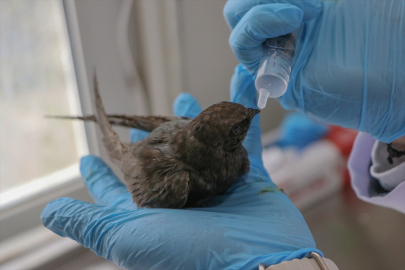 Erzurum&#039;da yaralı ve bitkin halde bulunan ebabil kuşu tedavisinin ardından doğaya salınacak