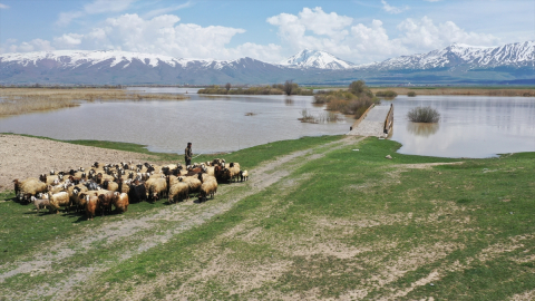 Artan yağışlar Van Gölü Havzası&#039;ndaki yaban hayatı ve kuş popülasyonunu canlandıracak