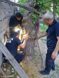 Malatya&#039;da ağaç kovuğuna sıkışan yavru yediyi itfaiye kurtardı
