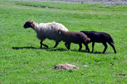 Muş&#039;ta küçükbaş hayvan sürüleri havanın ısınmasıyla meralarda otlatılıyor