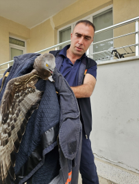 Malatya'da yaralı bulunan şahin koruma altına alındı