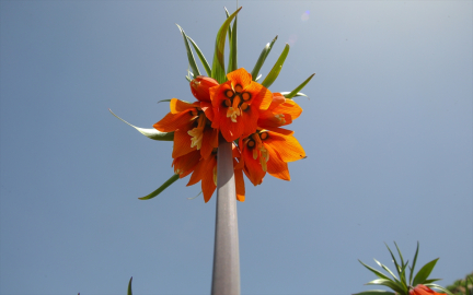 Hakkari&#039;de ters lale vakti