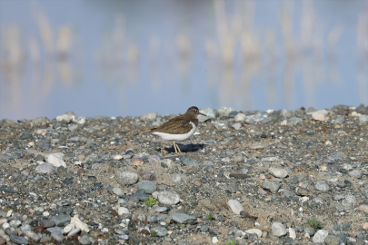 Ağrı Dağı&#039;ndaki sulak alan Afrika&#039;dan gelip mola veren kuşlarla hareketlendi