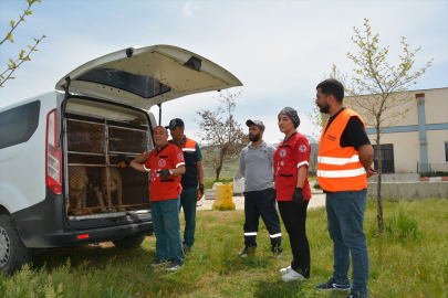 Tatvan&#039;da sahipsiz hayvanlara yönelik aşılama çalışması yapılıyor