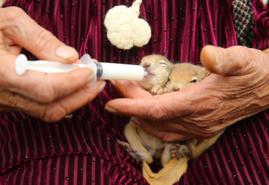 Hakkarili aile tarlada bitkin halde buldukları 2 sincap yavrusunun bakımını üstlendi