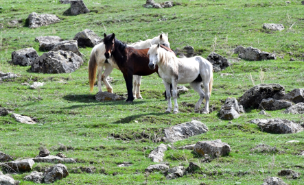 Kar örtüsünün kalktığı Keklik Vadisi&amp;#039;nde bahar güzelliği