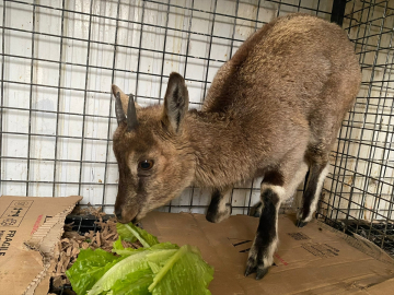 Doğada bitkin bulunan yaban keçisi yavrusu koruma altına alındı
