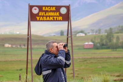Koruma tedbirleri inci kefalinin popülasyonunu ve ekonomiye katkısını artırdı