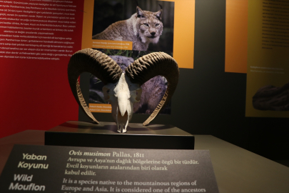 Milyonlarca yıllık fosillerin sergilendiği Biyoçeşitlilik Bilim Müzesi açılışa hazırlanıyor