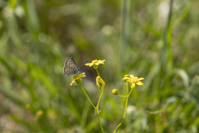 Munzur Vadisi Milli Parkı kelebeklerle renklendi