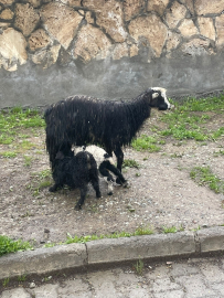 Hakkari&#039;de tipiye yakalanan kuzu ve oğlakları araçlarına alarak kurtardılar