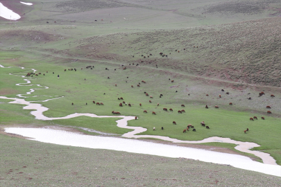 Ağrı&#039;da çobanlar zorlu mesailerine bir yanı kar, bir yanı bahar dağlarda başladı