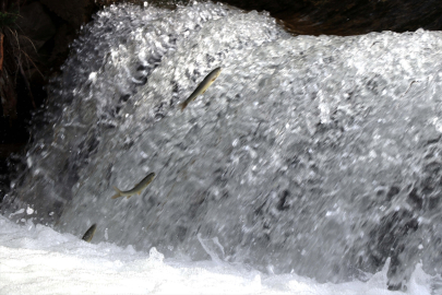 Bol yağışla derelerde yükselen debi siraz balığının üreme yolculuğuna hız kattı