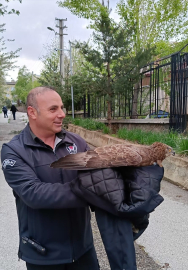 Erzurum&#039;da bitkin halde bulunan şahin bakıma alınırken uçtu