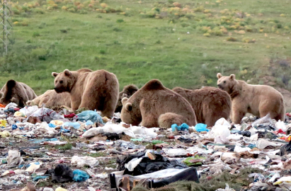 "Kış uykusundan uyanan bozayılardan uzak durun" uyarısı