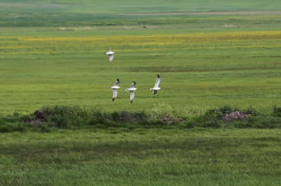 Muş Ovası toy kuşlarına da yuva oluyor