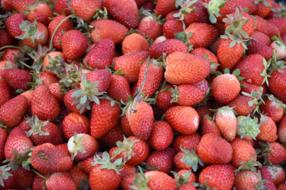 Malatya&#039;da çilek hasadı başladı