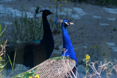 Van'daki merkez tedavi ihtiyacı olan yaban kuşları için "sağlık üssü" oldu
