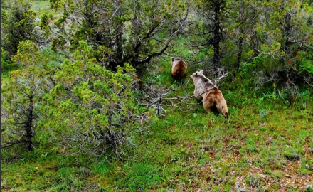 Kış uykusundan uyanan boz ayı Erzincan'daki tabiat parkında yavrusuyla görüntülendi
