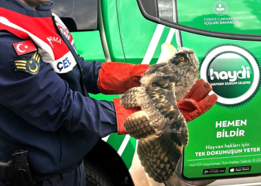 Ağrı'da doğada yaralı bulunan baykuş tedavi altına alındı
