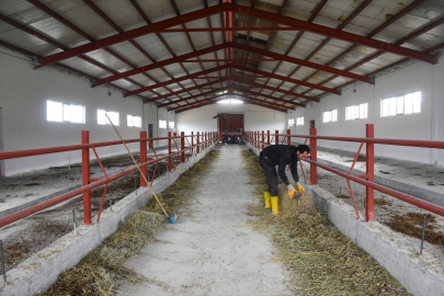 Baba mesleği besiciliği devlet desteğiyle kurduğu modern tesiste sürdürüyor