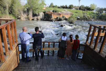 İnci kefallerinin Van Gölü&#039;nden tatlı sulara göçü sürüyor