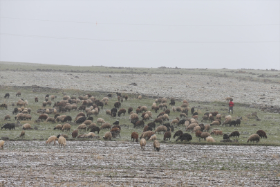 Kars ve Ağrı&#039;da besiciler kar yağışına hazırlıksız yakalandı