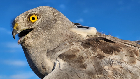 Uydu vericisi takılan 4 yırtıcı kuşun yolculuğu adım adım izleniyor