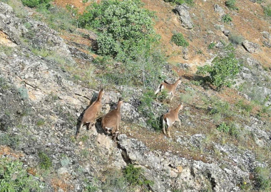 Elazığ&#039;da terk edilmiş mezrada dağ keçileri dronla görüntüledi