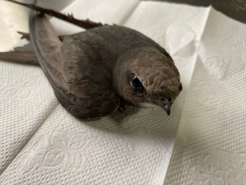 Erzurum'da bitkin bulunan ebabil kuşu bakımının ardından doğaya bırakıldı